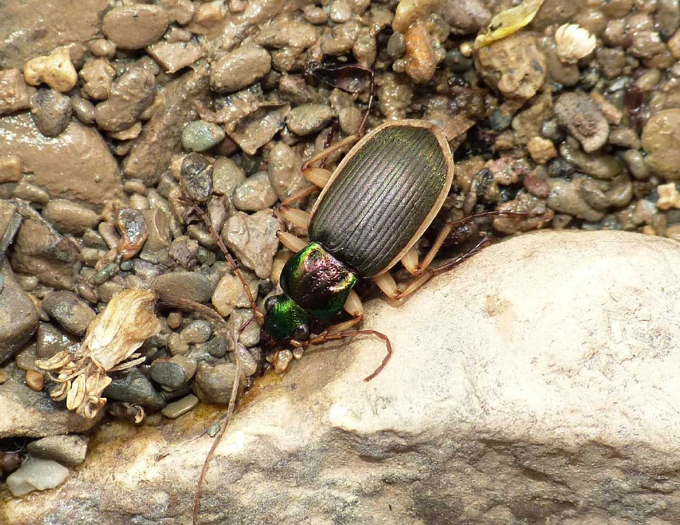 Chlaenius velutinus